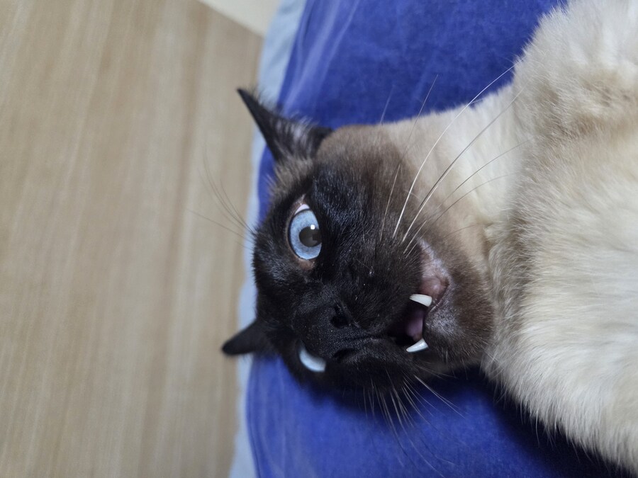넌 고양이 사진 찍을 자격이 없는 인간이야!!!!_9.jpg