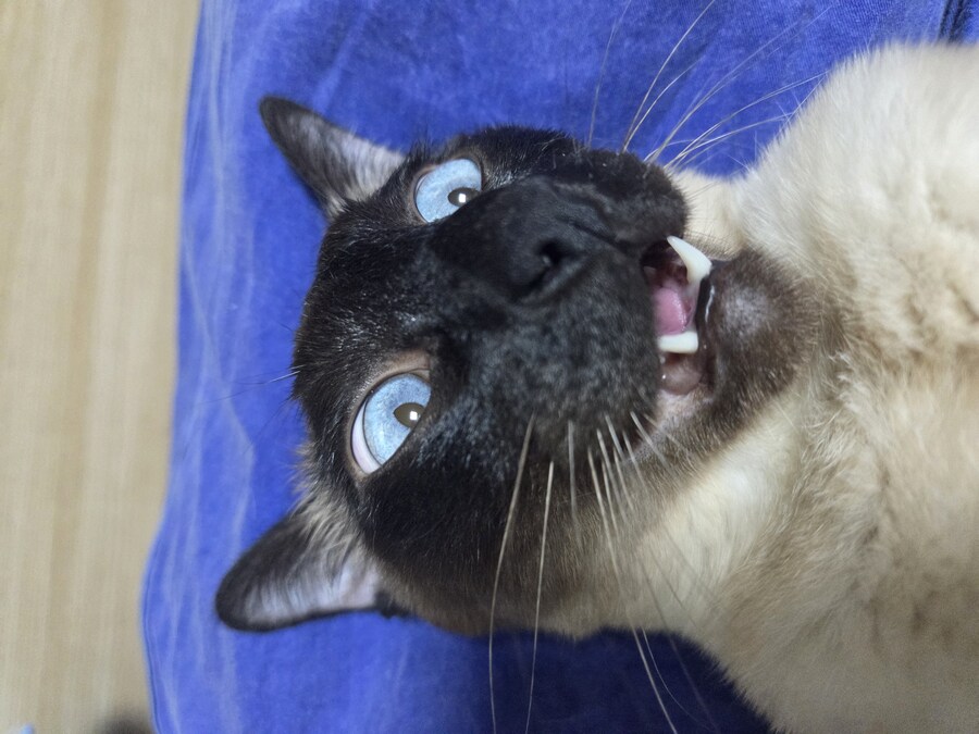 넌 고양이 사진 찍을 자격이 없는 인간이야!!!!_11.jpg
