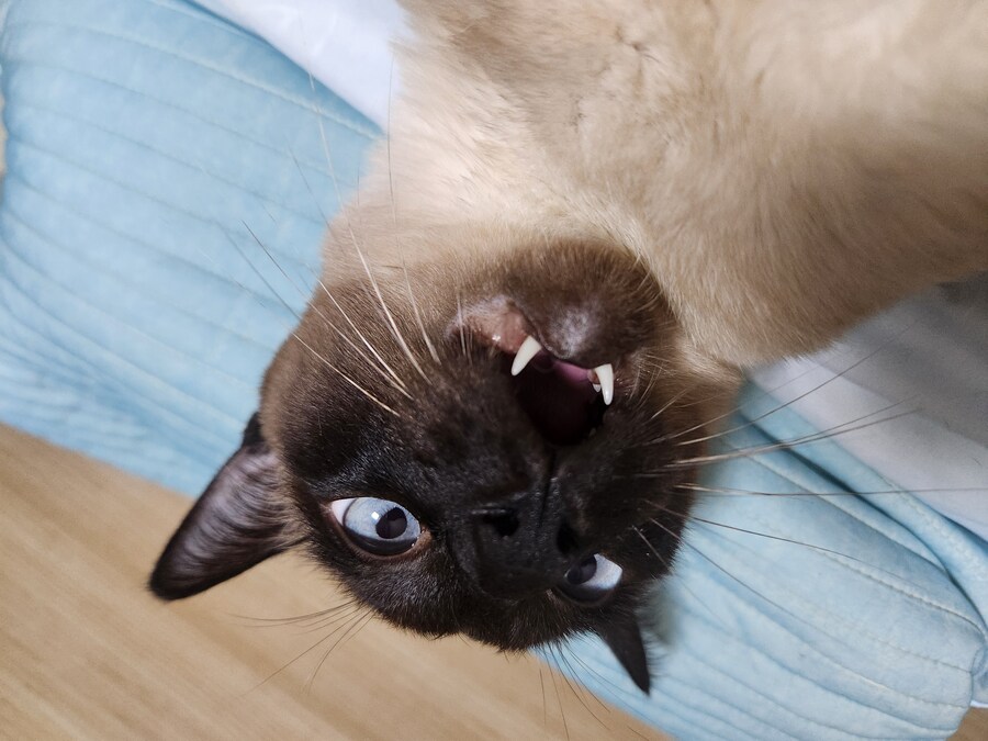 넌 고양이 사진 찍을 자격이 없는 인간이야!!!!_13.jpg