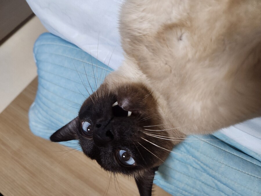 넌 고양이 사진 찍을 자격이 없는 인간이야!!!!_14.jpg