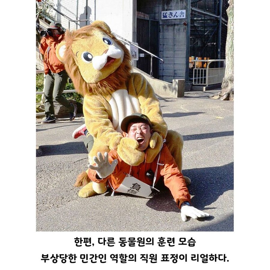 일본 동물원의 맹수 제압 훈련_4.jpg
