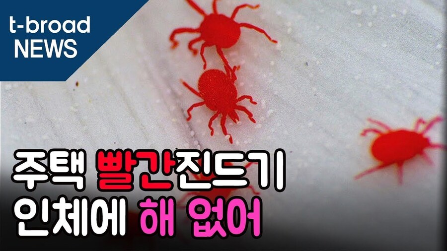 길바닥이나 건물 벽에 종종 보이는 빨간 벌레의 정체_1.jpg