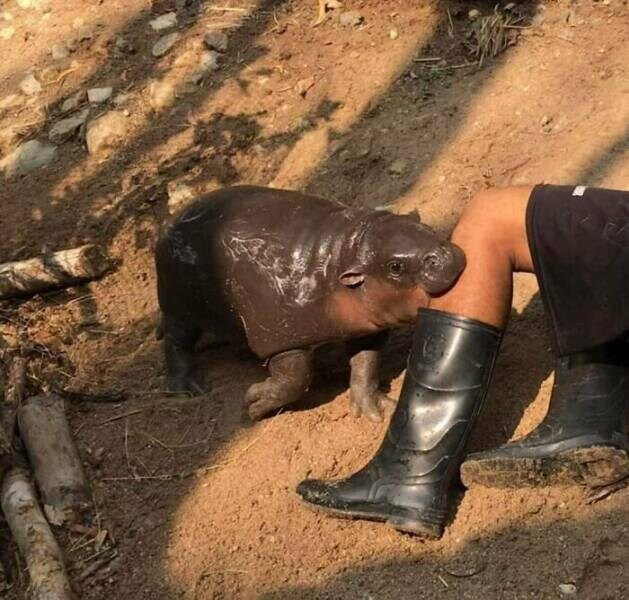 하마의 습격.jpg_1.jpg