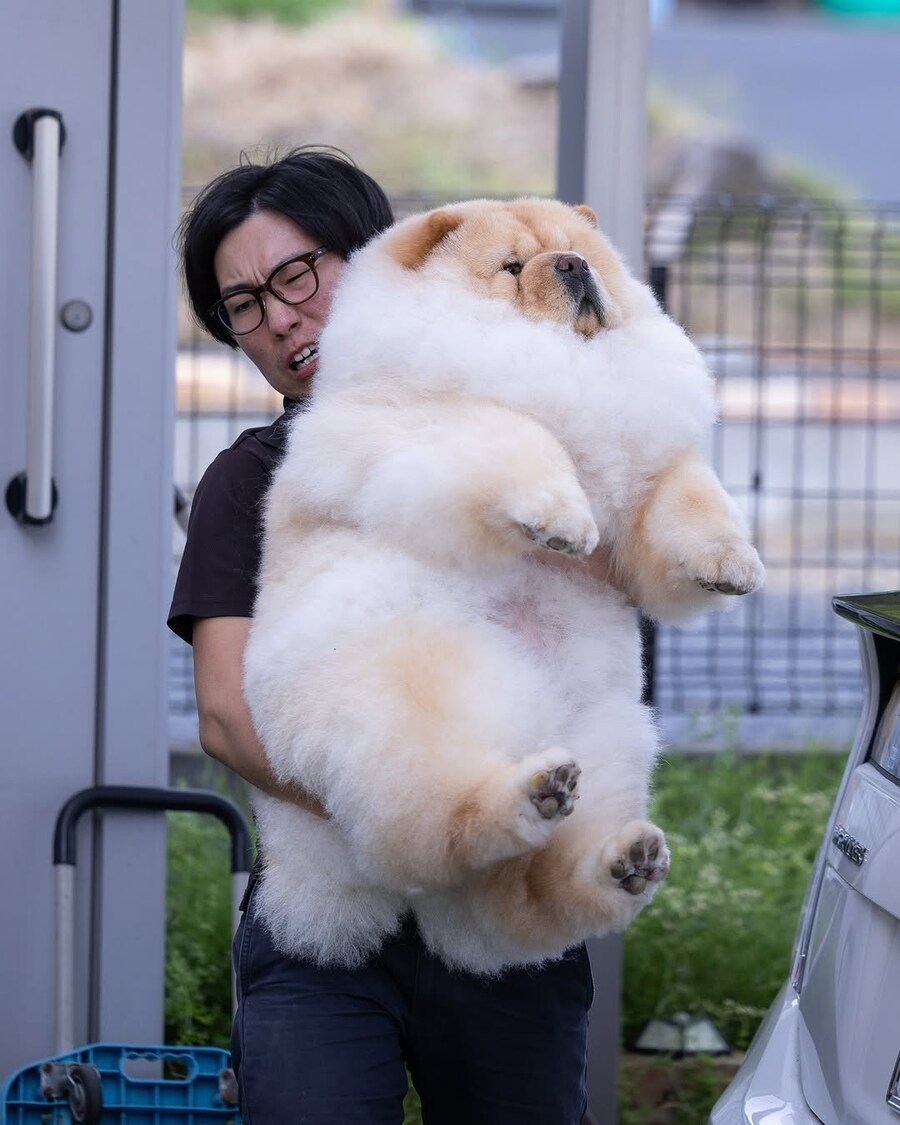 자기가 아직 강아지인줄 아는 개_1.jpg