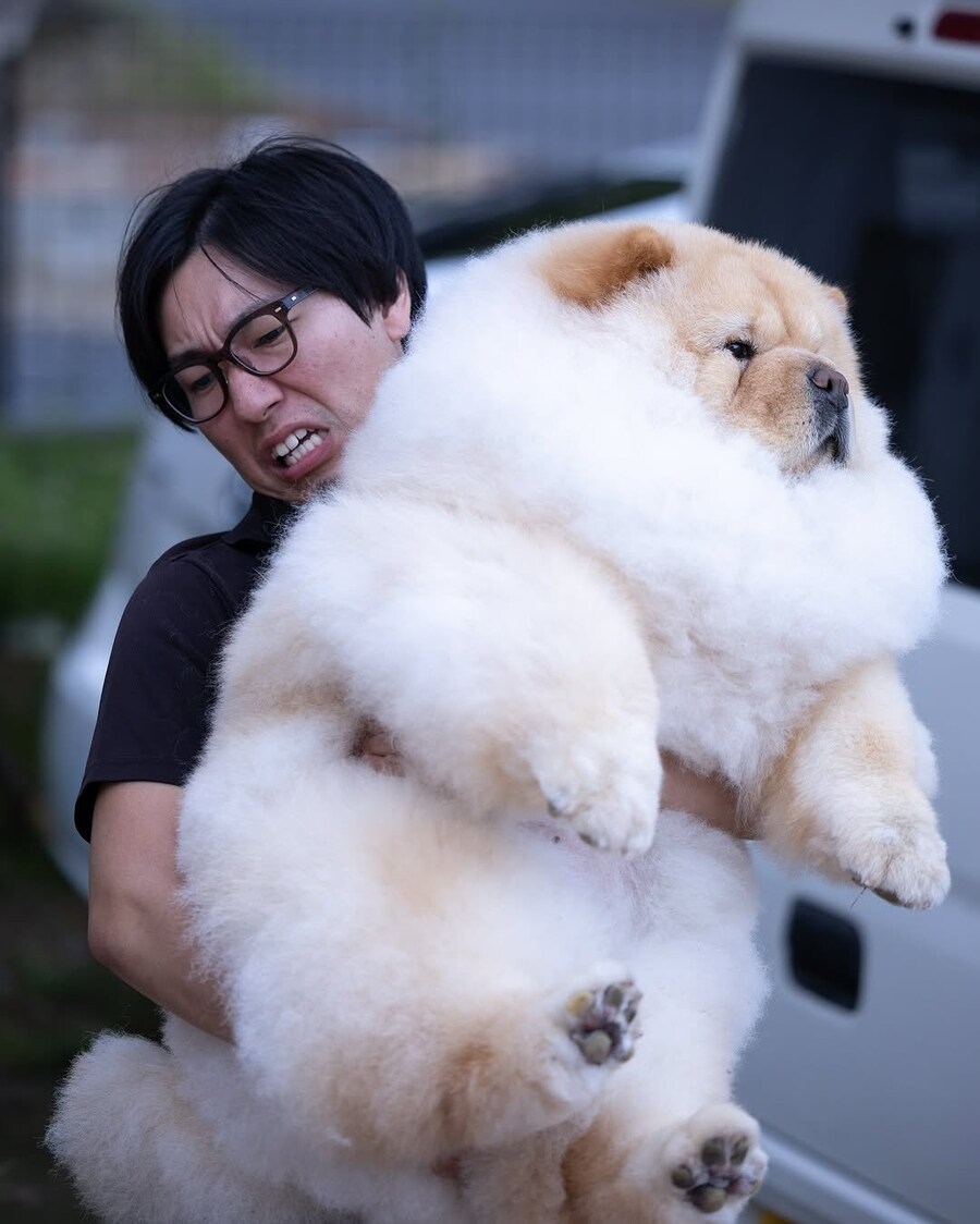 자기가 아직 강아지인줄 아는 개_2.jpg