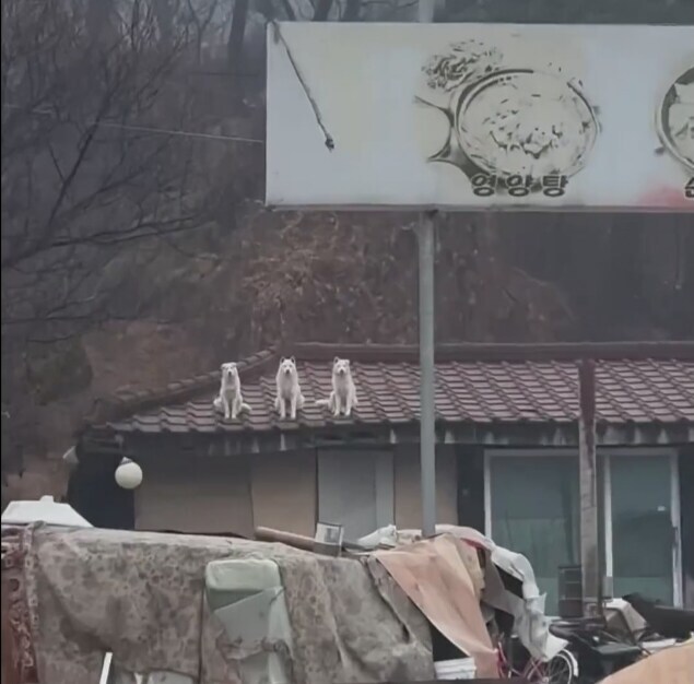 천룡인 지키는 삼대장_1.jpg