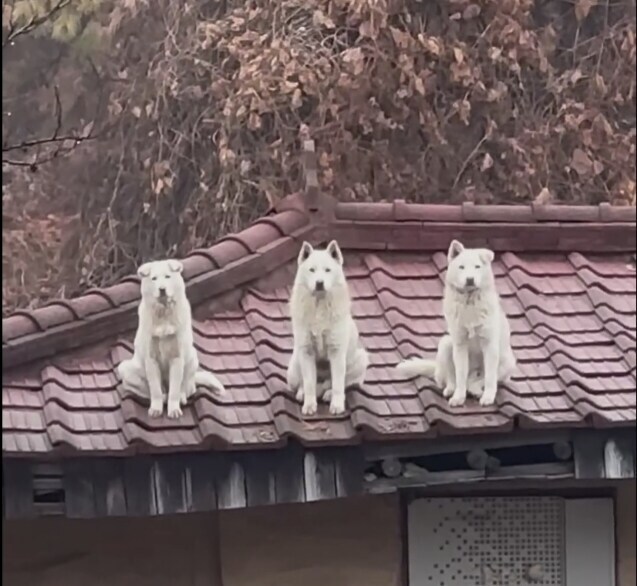 천룡인 지키는 삼대장_2.jpg