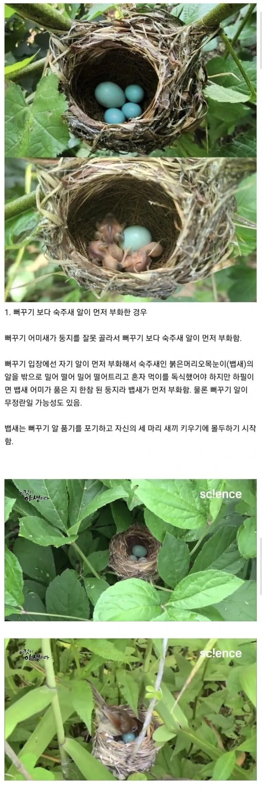뻐꾸기가 탁란 실패하는 경우_1.jpg
