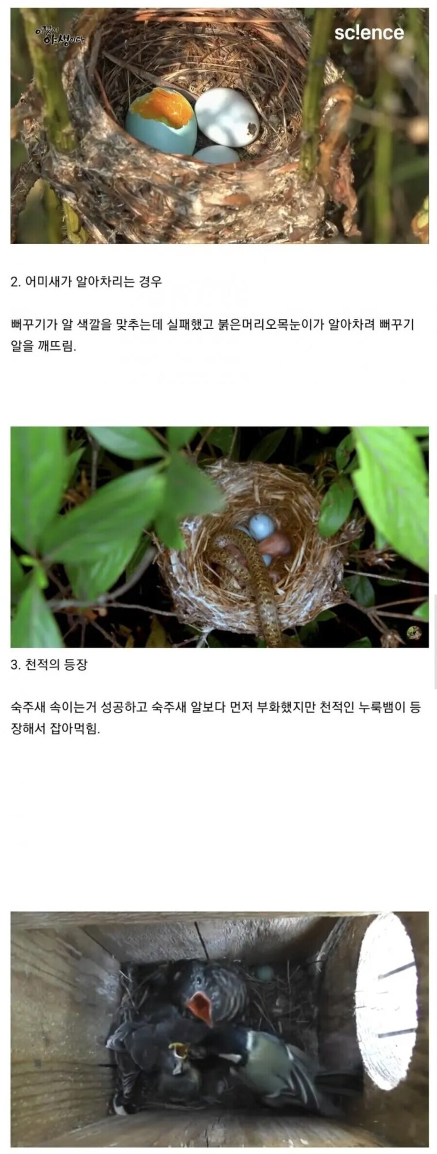 뻐꾸기가 탁란 실패하는 경우_2.jpg