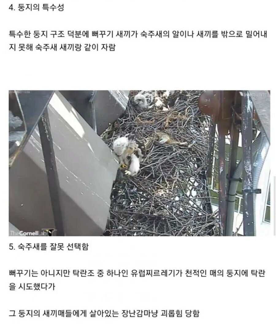 뻐꾸기가 탁란 실패하는 경우_3.jpg