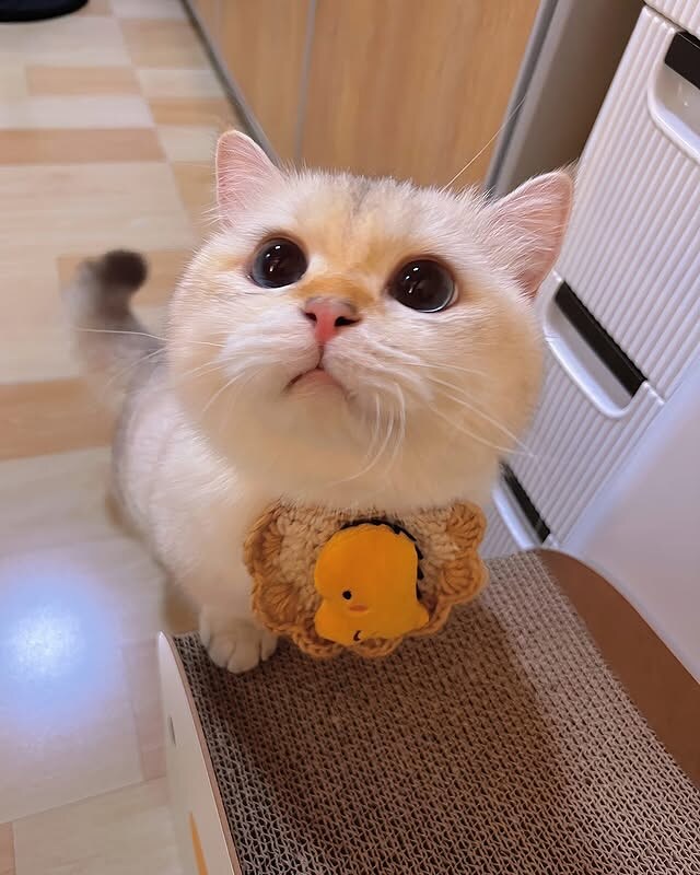 귀요미 냐옹이..._1.jpg