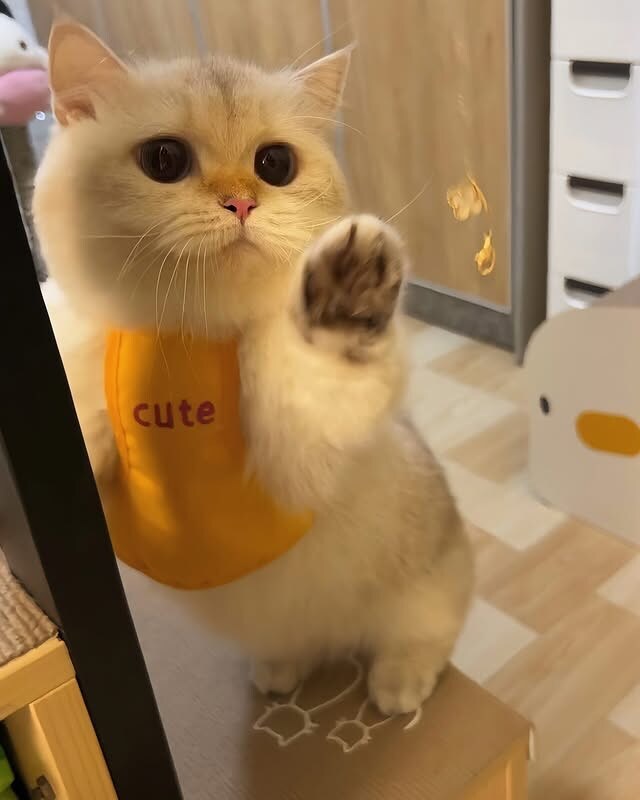 귀요미 냐옹이..._2.jpg