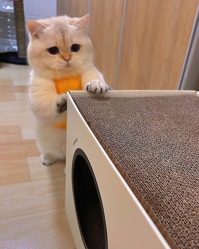귀요미 냐옹이..._3.jpg