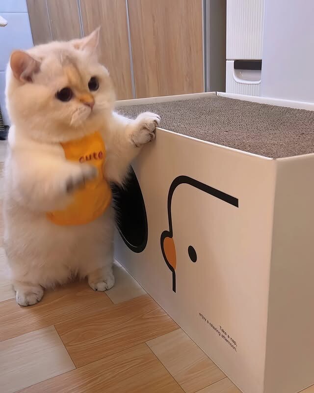 귀요미 냐옹이..._4.jpg