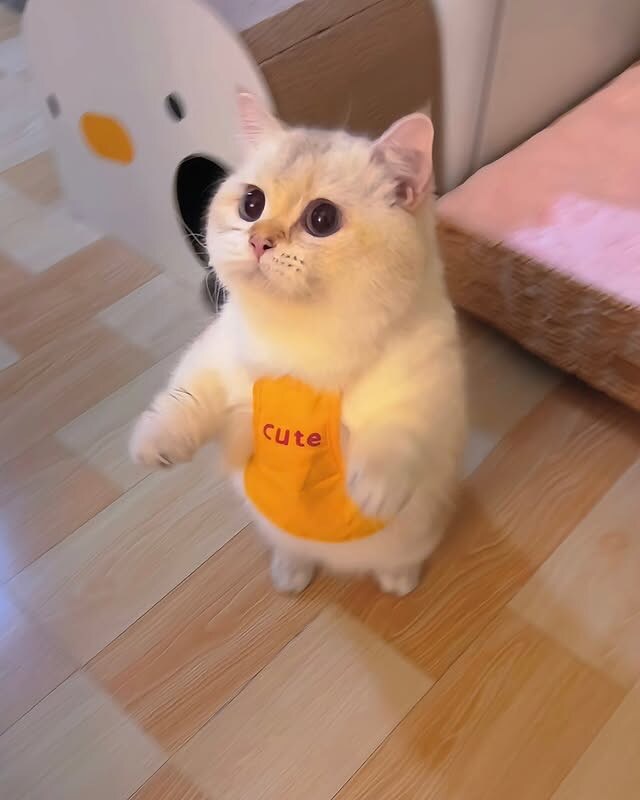 귀요미 냐옹이..._5.jpg