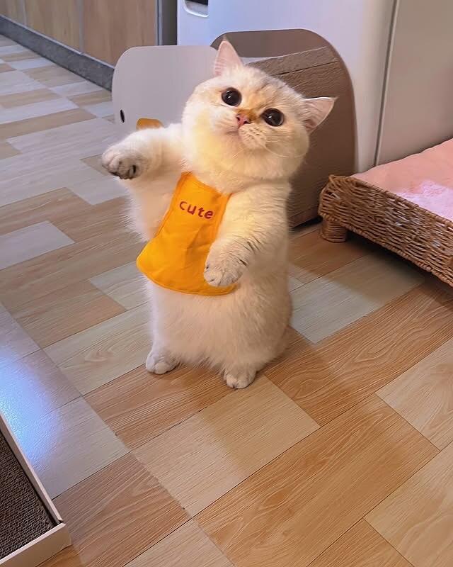 귀요미 냐옹이..._6.jpg