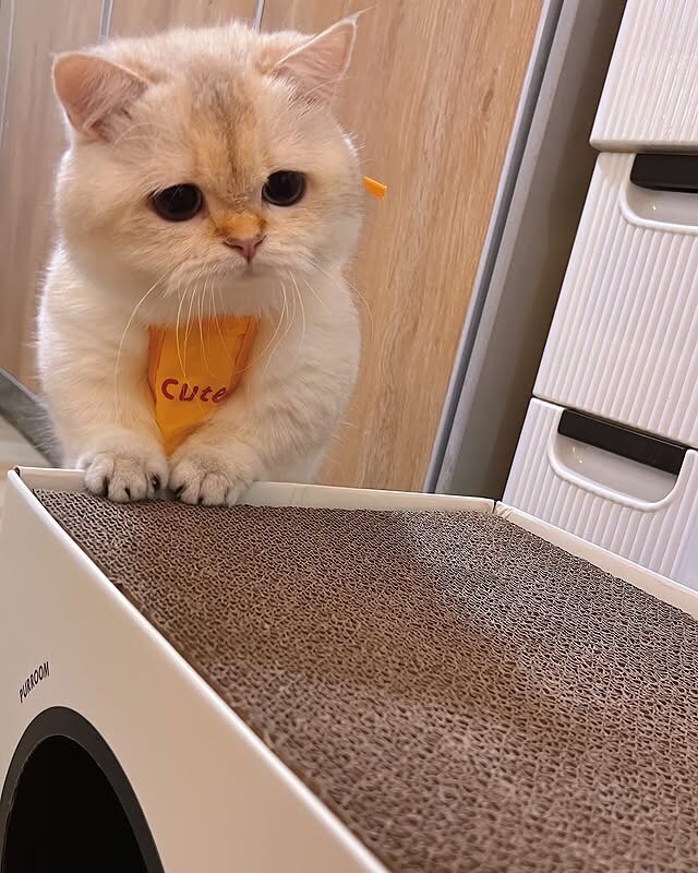 귀요미 냐옹이..._7.jpg