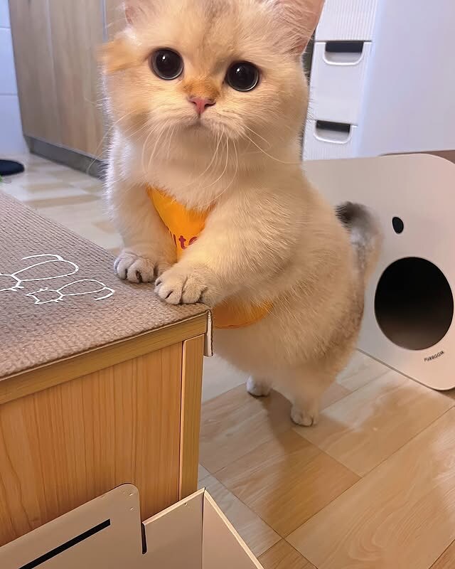 귀요미 냐옹이..._8.jpg