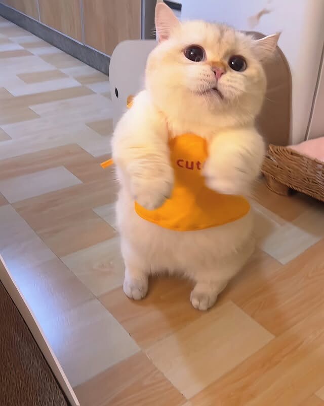 귀요미 냐옹이..._9.jpg