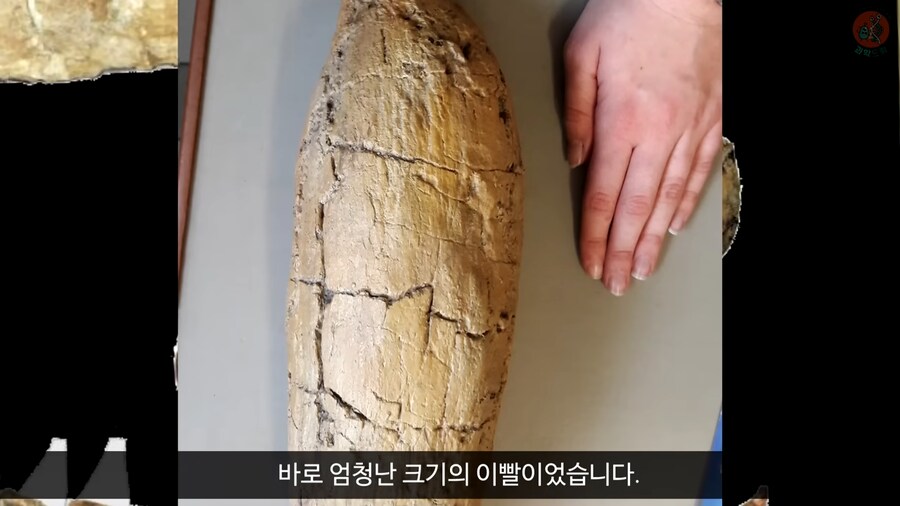 이 모습은 마치 성경속 바다괴물 레비아탄 같구나!_9.png