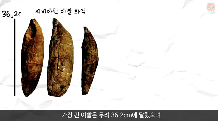 이 모습은 마치 성경속 바다괴물 레비아탄 같구나!_11.png