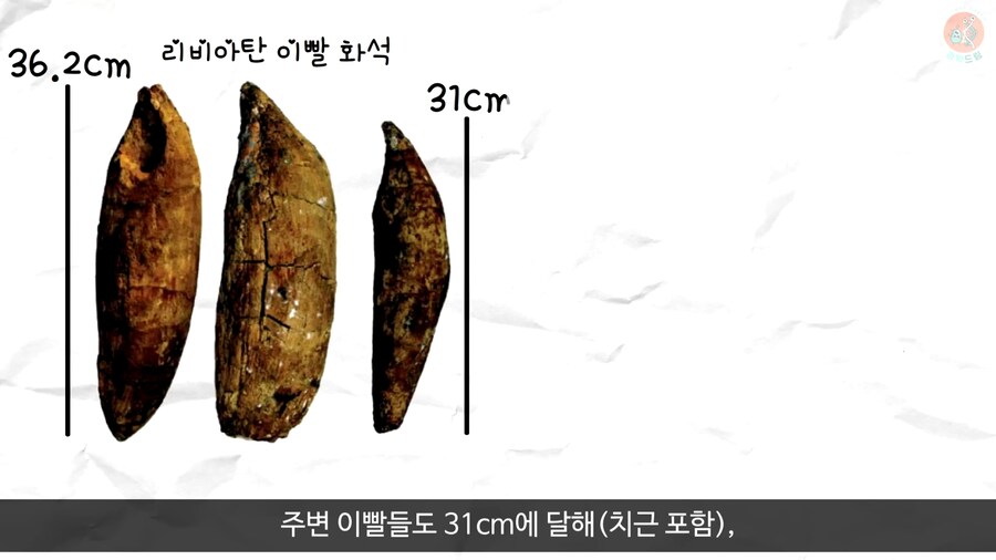 이 모습은 마치 성경속 바다괴물 레비아탄 같구나!_12.png