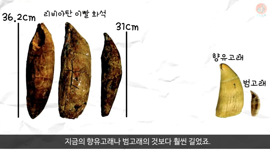 이 모습은 마치 성경속 바다괴물 레비아탄 같구나!_13.png