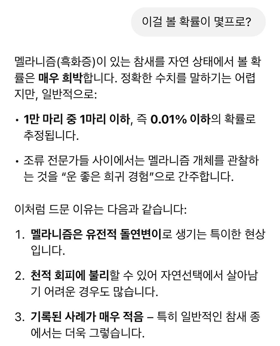한국에서 발견된 암흑 참새_2.jpg