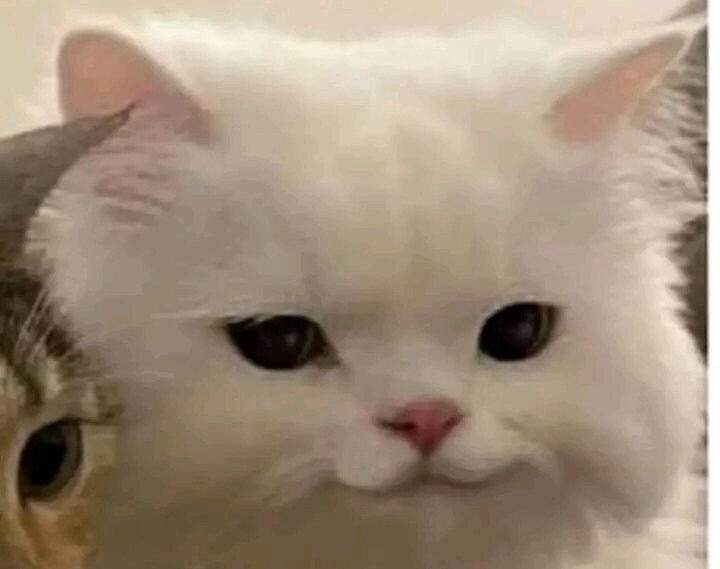 고양이의 표정_1.jpg