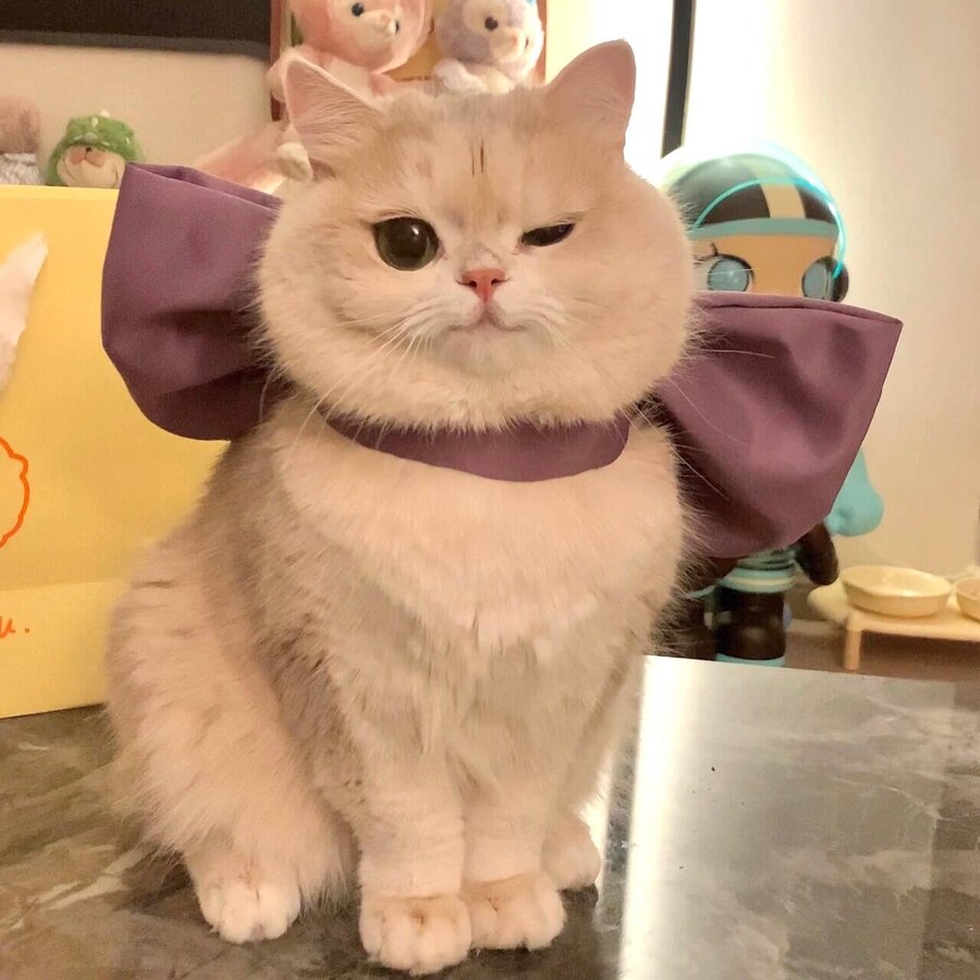 고양이의 표정_3.jpg