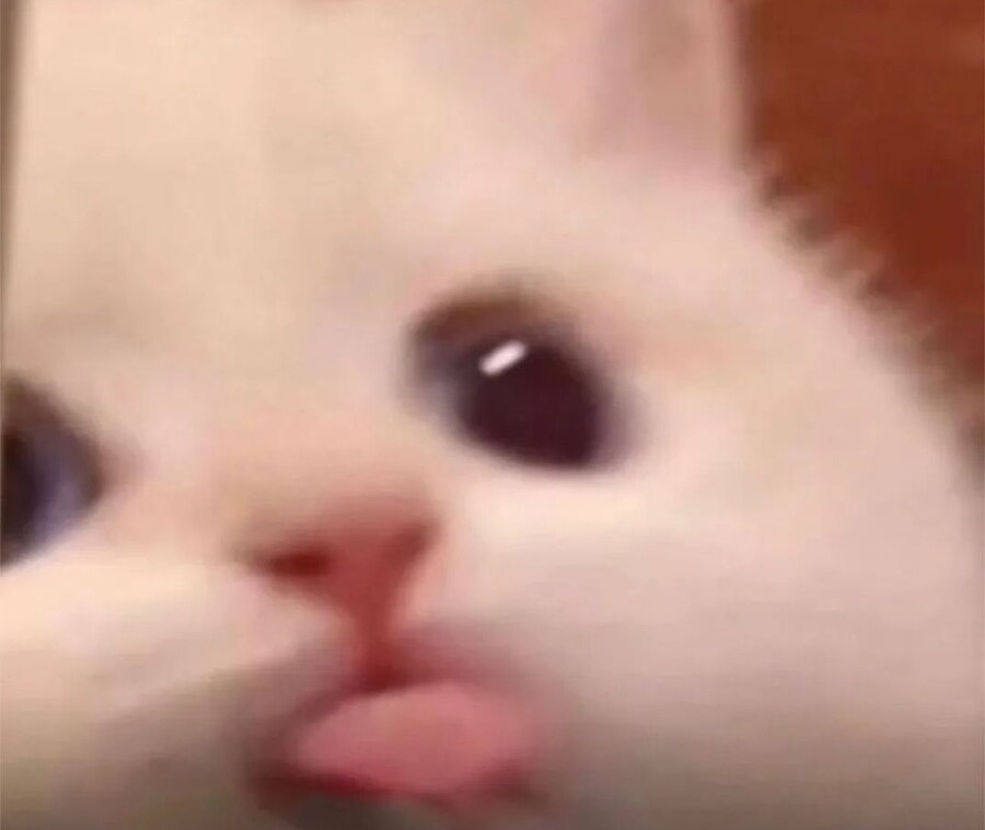 고양이의 표정_7.jpg