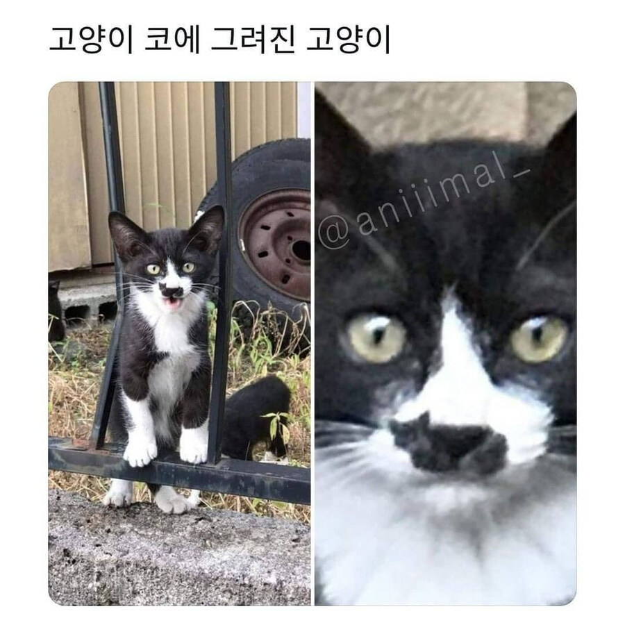 고양이: 갇혔어옹 꺼내주세옹_1.jpg