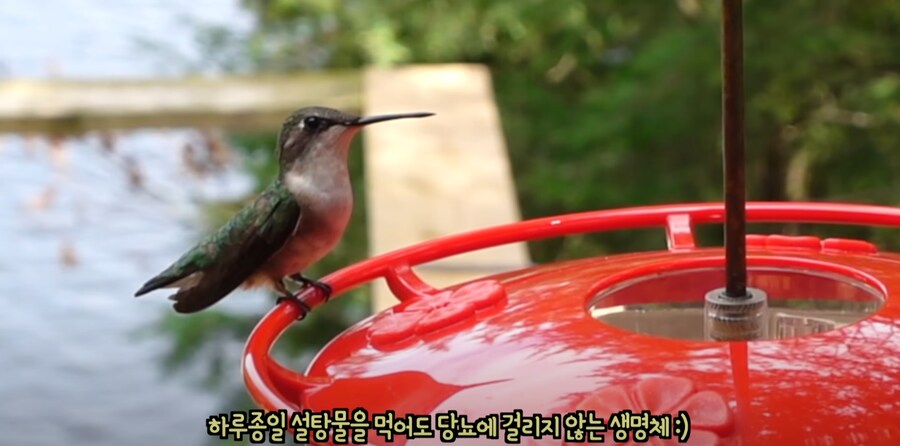 당뇨인들이 제일 부러워하는 생명체_1.png