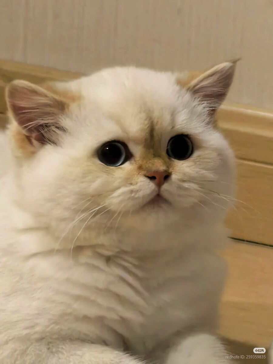 고양이...지금 상황 매우 우려 _1.jpg