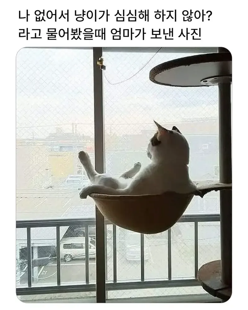나 없다고 고양이가 외로워하면 어떡해ㅠㅠ_1.webp