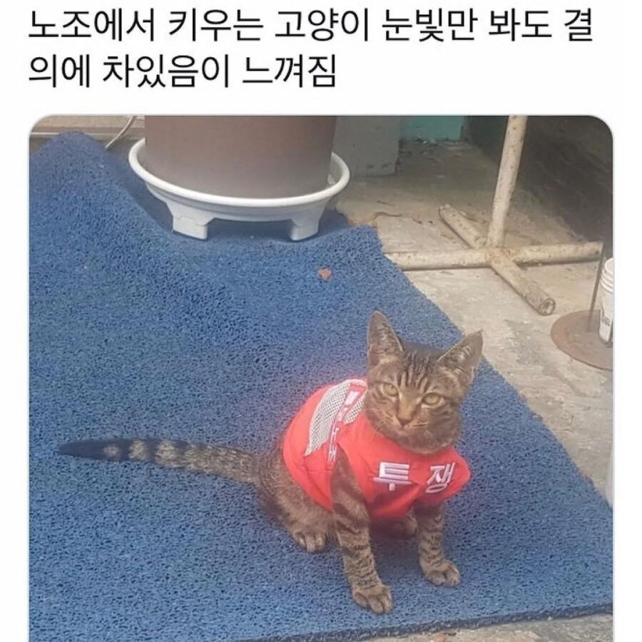 노동조합에서 키우던 고양이_1.jpg