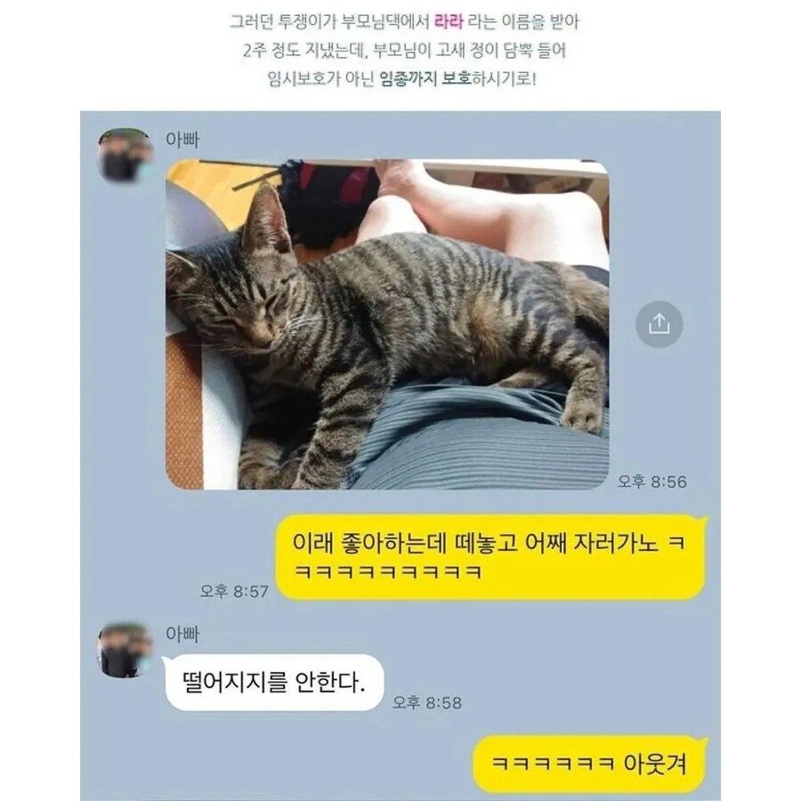 노동조합에서 키우던 고양이_2.jpg