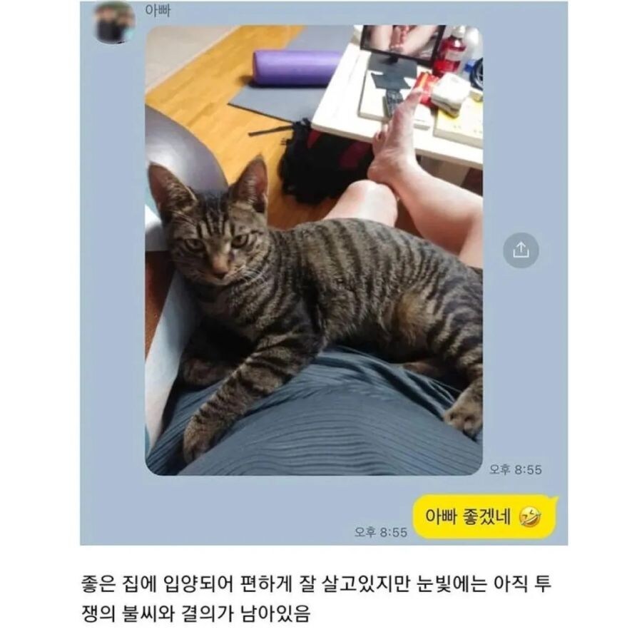노동조합에서 키우던 고양이_3.jpg