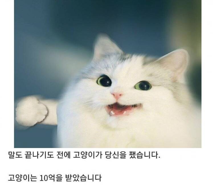 여기 10억과 고양이가 있습니다_1.jpg