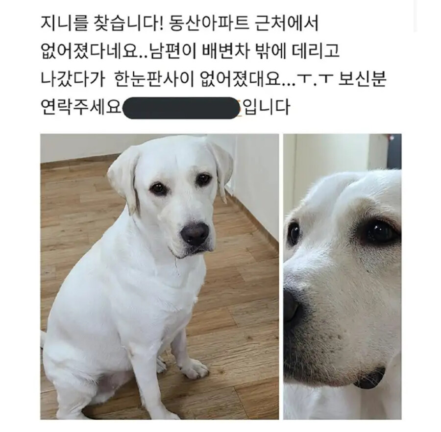 집나간 강아지가 찾아간곳_1.jpg