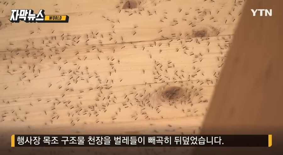 벌레 박람회 된 오사카 박람회_1.jpg