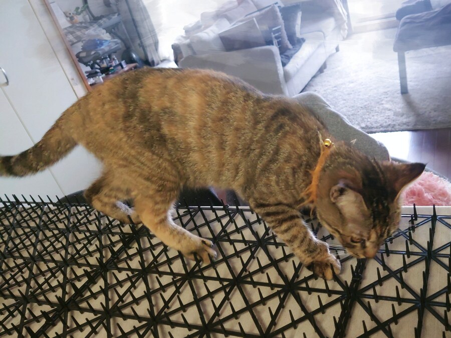 고양이 접근 방지패드의 효과.jpg_1.jpg