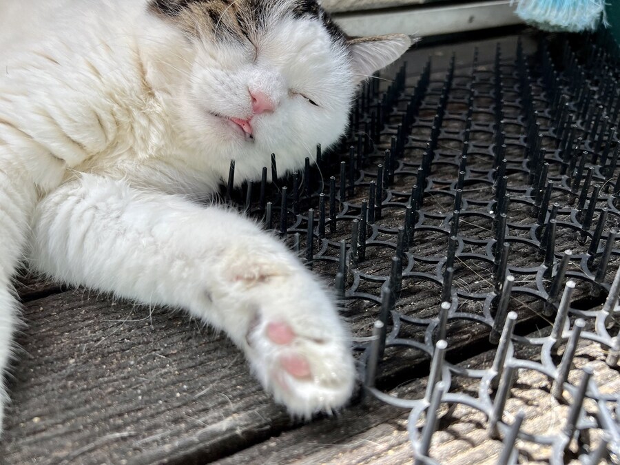 고양이 접근 방지패드의 효과.jpg_3.jpg