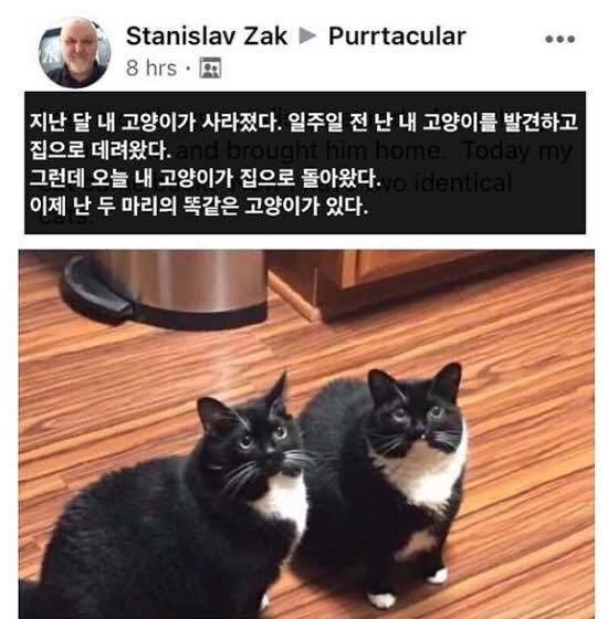 고양이 잃어버렸을 때 가끔씩 일어나는 일_1.jpg
