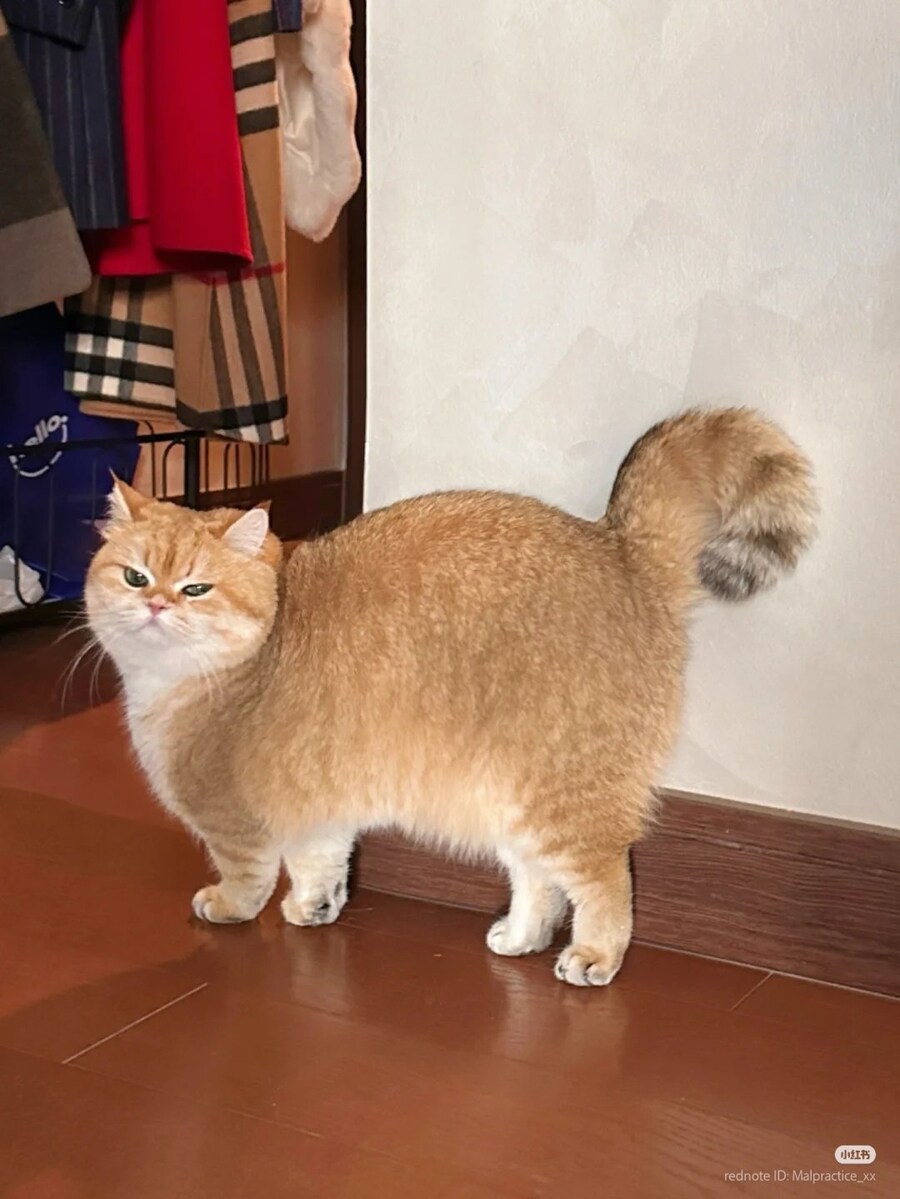 꼬리를 동그랗게 말은 토실한 고양이 _1.jpg