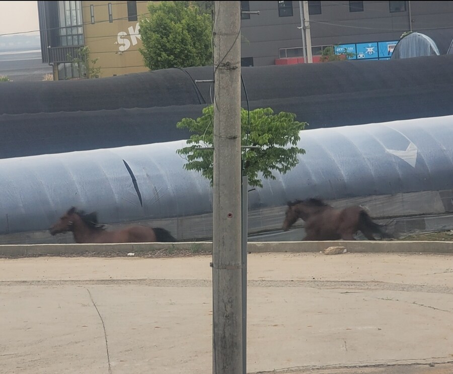 우마무스메 찍어왔다_1.jpg