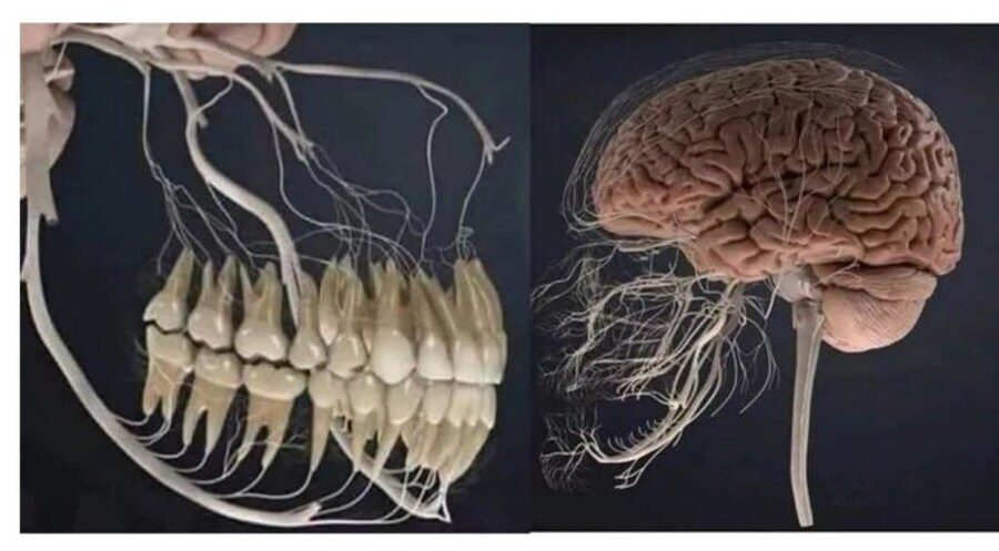 치과의사가 극한직업인 이유_1.jpg