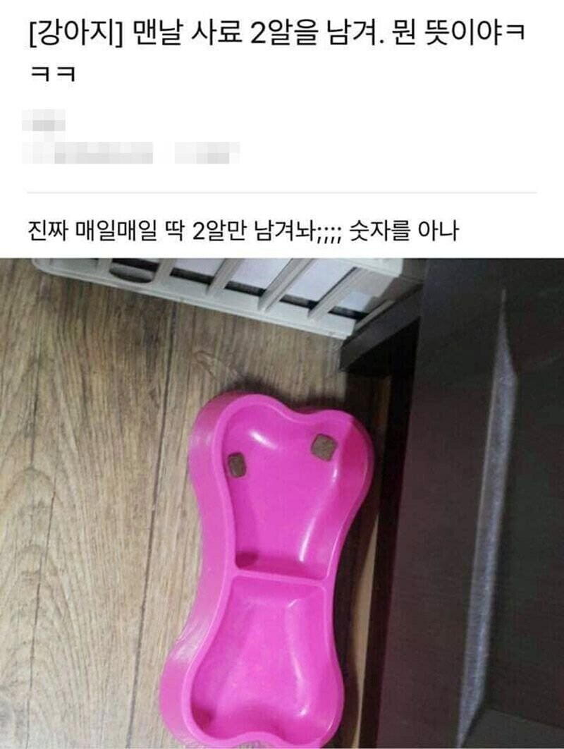 우리집 강아지가 맨날 사료를 남겨.jpg_1.jpg
