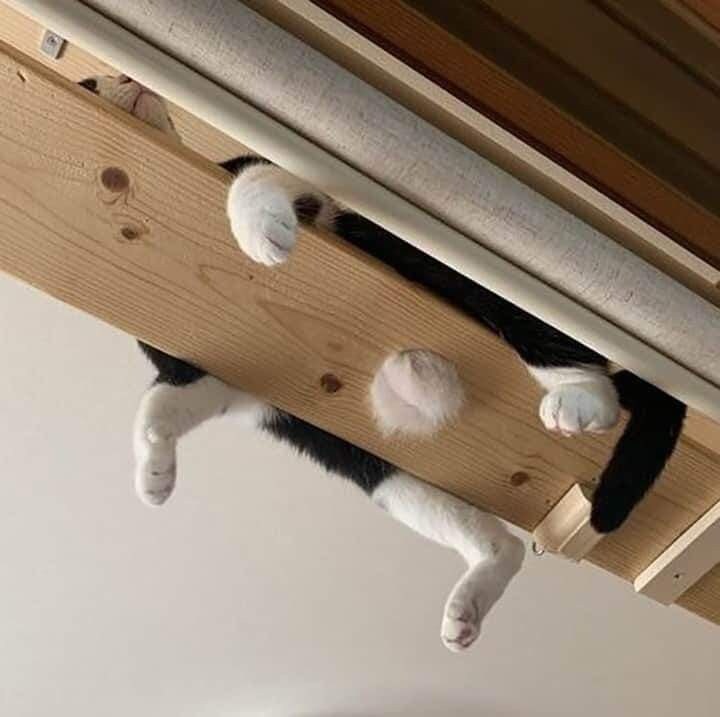 뚱냥이 배.jpg_2.jpg