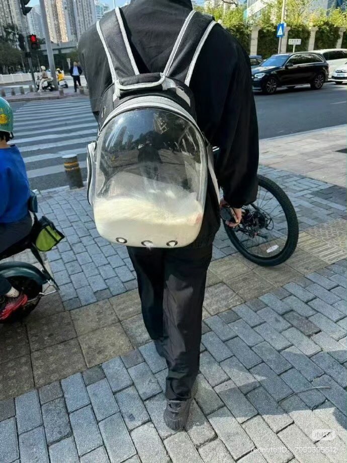 길거리에서 발견된 액화된 고양이_1.png